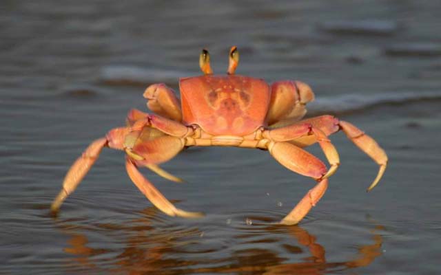 crab