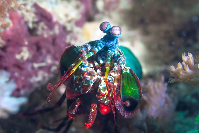 rainbowshrimp