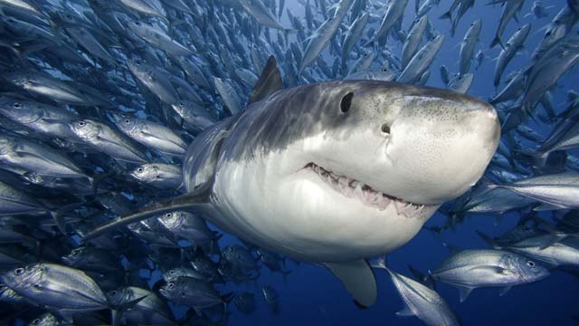 shark