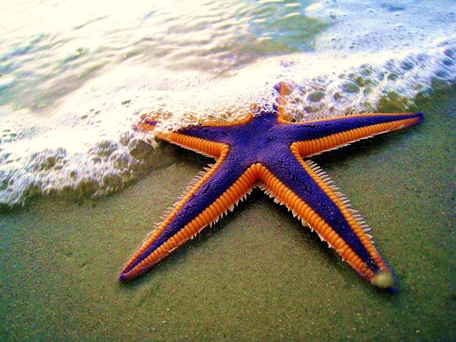 starship