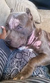 my puppy Marley